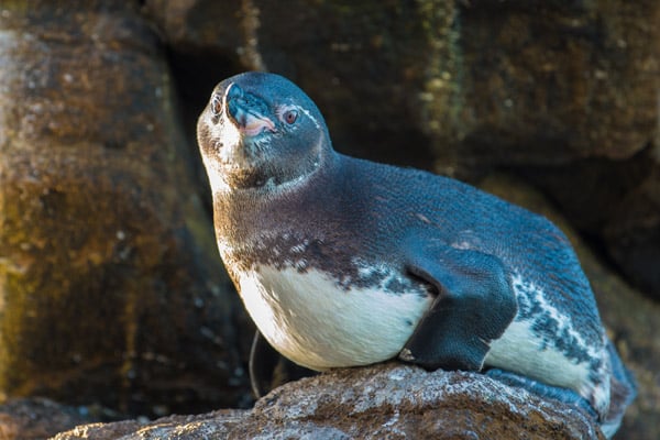 Galapagos Penguin