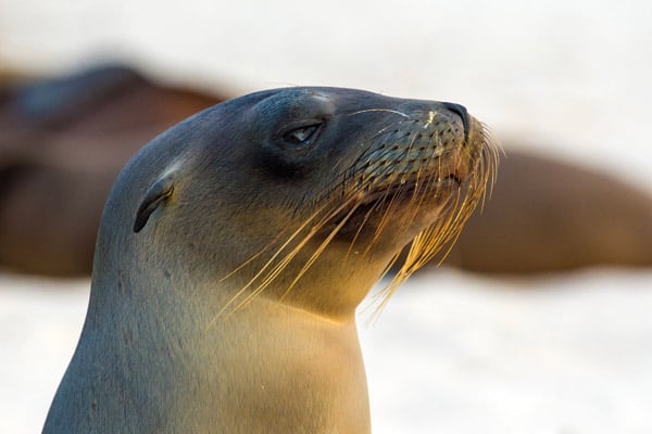 Sealion