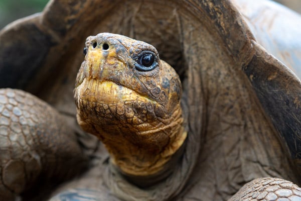 Giant Tortoise