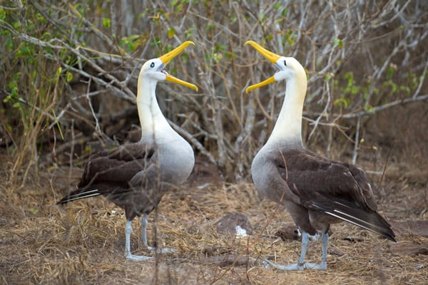 Waved Albatross