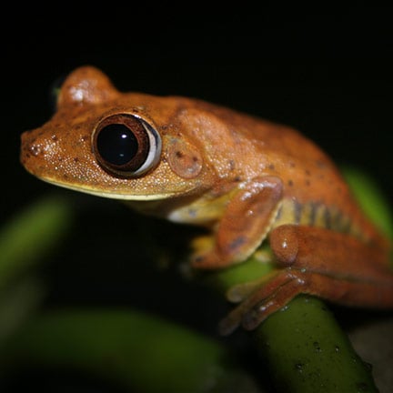 Amazon + Galapagos